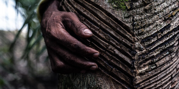 Em parceria com Pulitzer, A Lente apresenta "A guerra invisível na Amazônia" 10