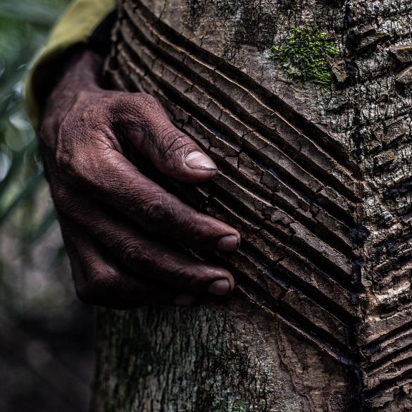 Em parceria com Pulitzer, A Lente apresenta "A guerra invisível na Amazônia" 9