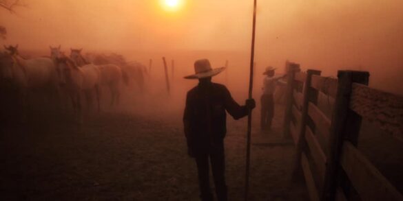 Fotógrafo Izan Petterle revela as Paisagens do Pantanal em chamas 6