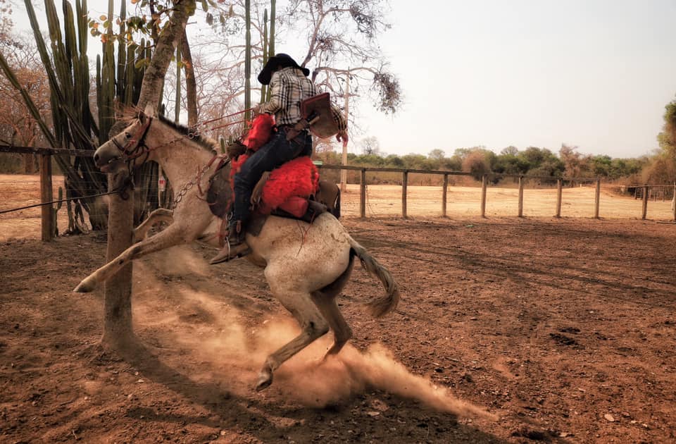 Cavalo pantaneiro pulando 