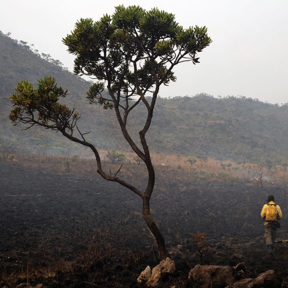 <strong>Bahia, Goiás e Minas Gerais batem recordes de desmatamento do Cerrado</strong> 5