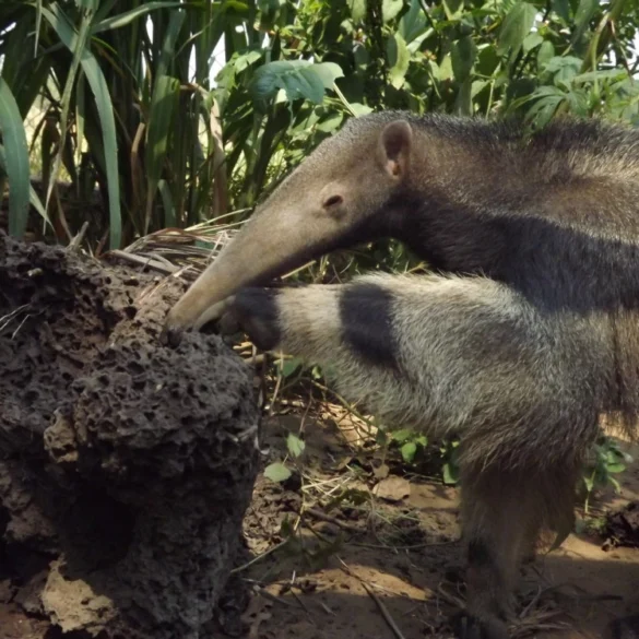 Tamanduás resgatados nos incêndios de 2021 retornam ao Pantanal 1
