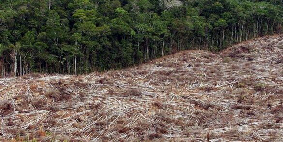 Amazônia: Fevereiro não acabou, mas já registra recorde de desmatamento para o mês desde 2015 2