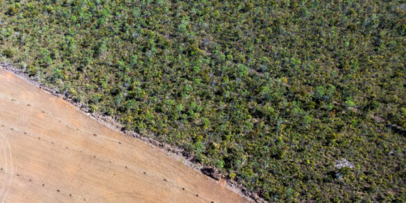 Desmatamento no Cerrado aumenta 35% em relação ao mesmo período do ano passado 10