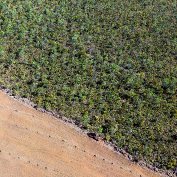 Sem eliminar o desmatamento ilegal , Brasil não conseguirá zerar os gases de efeito estufa até 2050, aponta estudo inédito 9