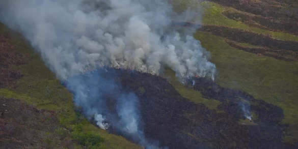 Alertas de desmatamento na Amazônia têm recorde em fevereiro 2