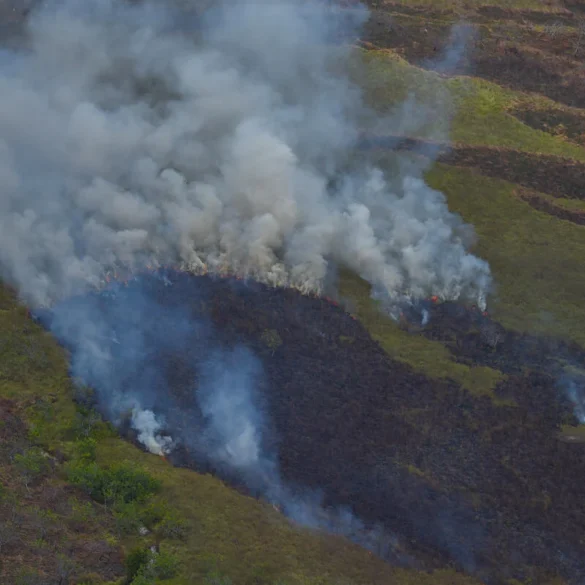 Alertas de desmatamento na Amazônia têm recorde em fevereiro 5