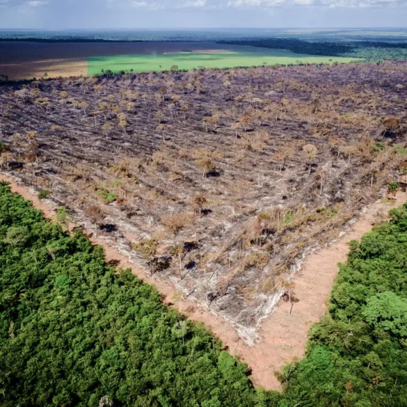 Desmatamento na Amazônia triplica em março e faz trimestre fechar como o 2º pior em 16 anos 1