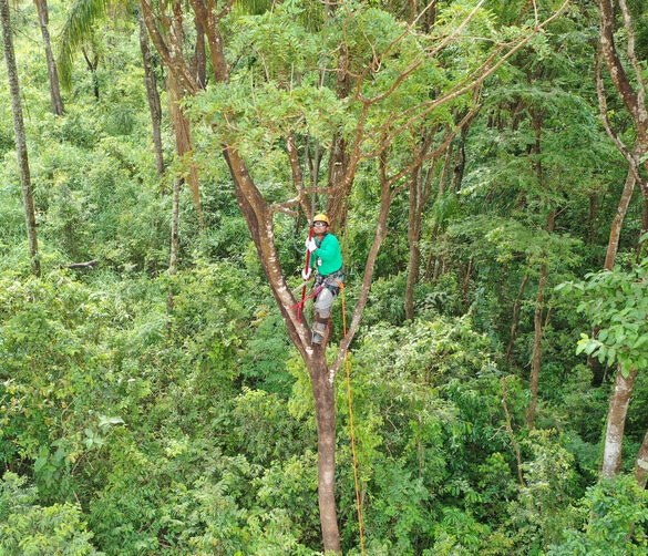 Cientistas desenvolvem técnica inédita para reflorestamento de áreas degradadas 5