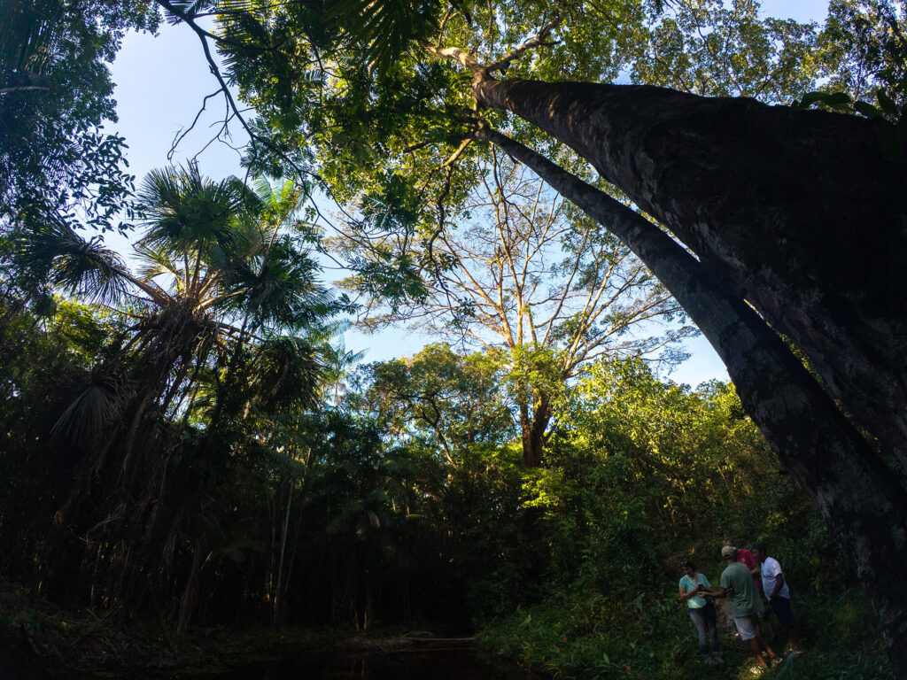 Mineradoras devoram a Amazônia enquanto a COP30 promete salvar 25