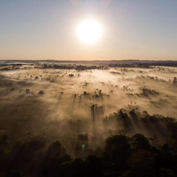 Com investimento tímido, fundo para florestas lançado por Lula na COP30 não empolga 9