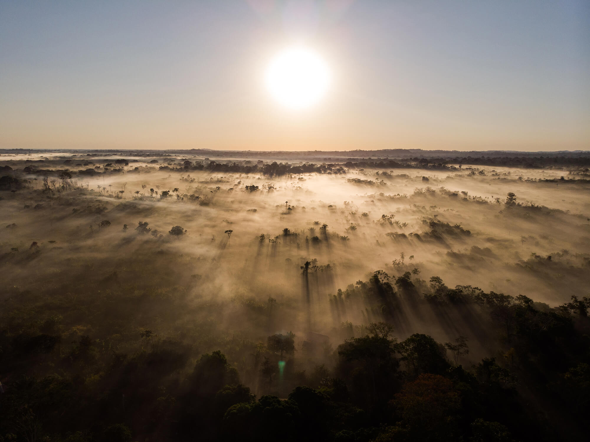 Com investimento tímido, fundo para florestas lançado por Lula na COP30 não empolga 4
